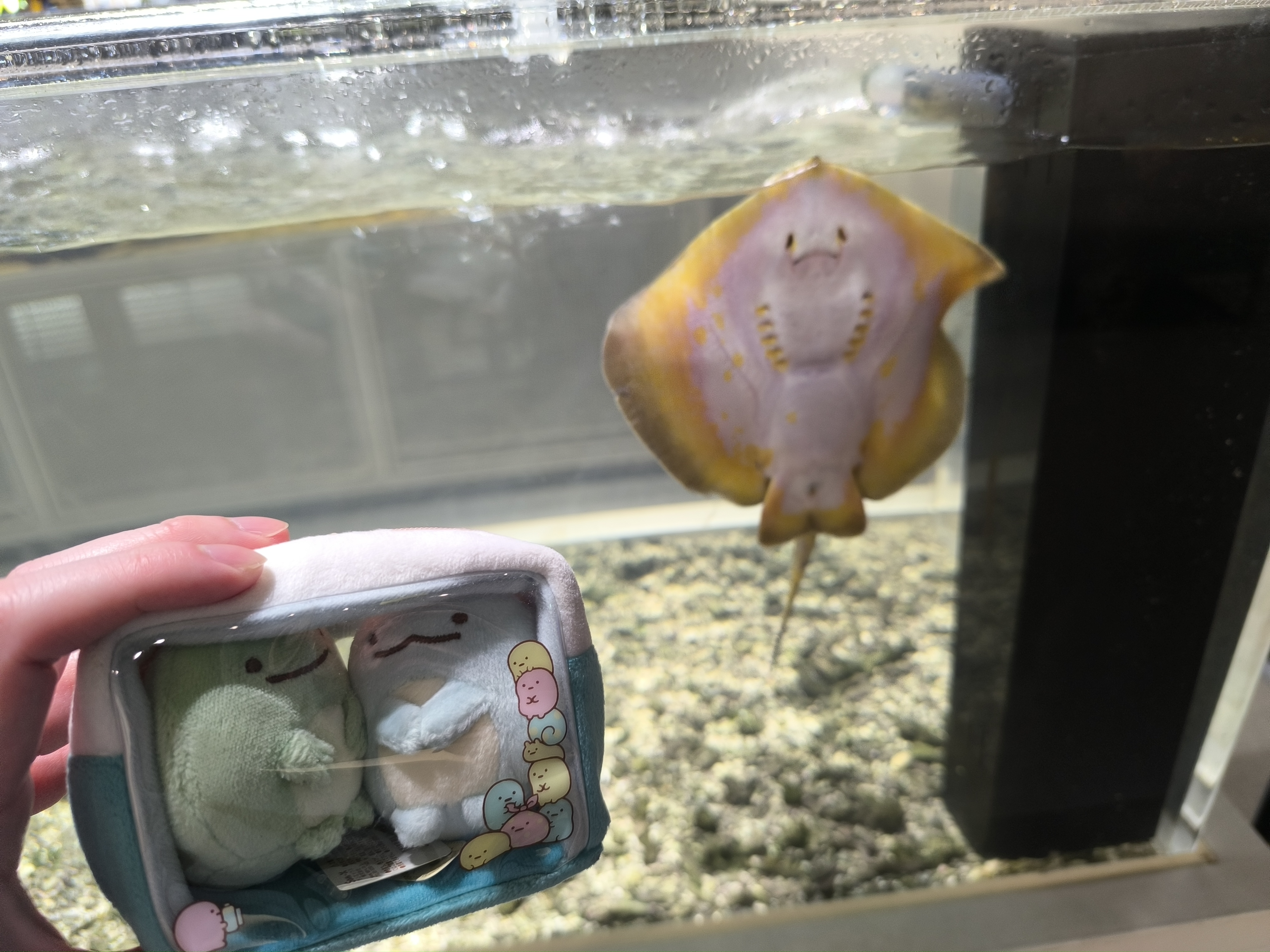 アカエイ
